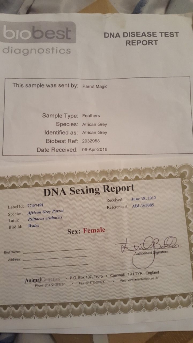 African Grey Female 1216-816-1403