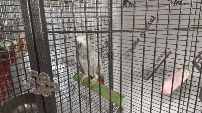 African Grey Female 1216-816-1403