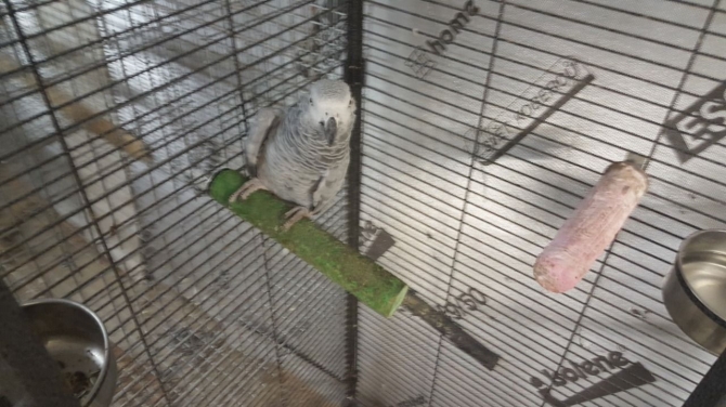 African Grey Female 1216-816-1403