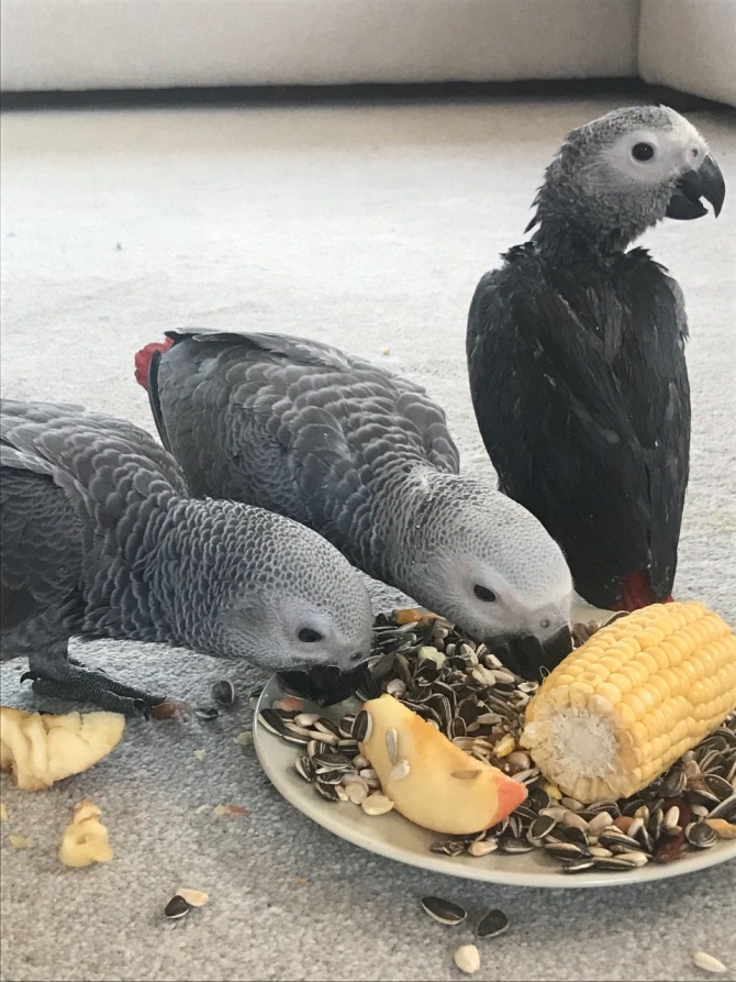 Beautiful Baby African Greys For Sale text or call now now 1216-816-1403