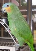 Stunning Baby Amazon Parrot text or call now  1216-816-1403