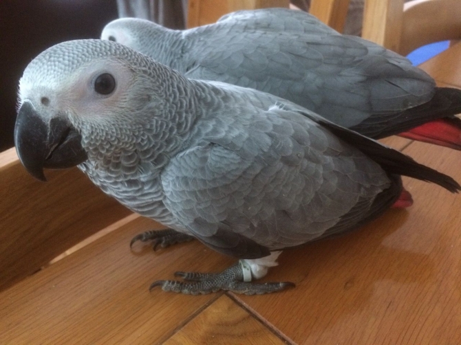 Beautiful Baby African Greys text or call now for more info 1216-816-1403