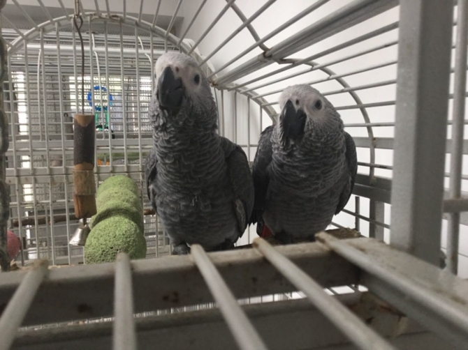 Handreared Baby African Grey text or call for more info 216-816-1403
