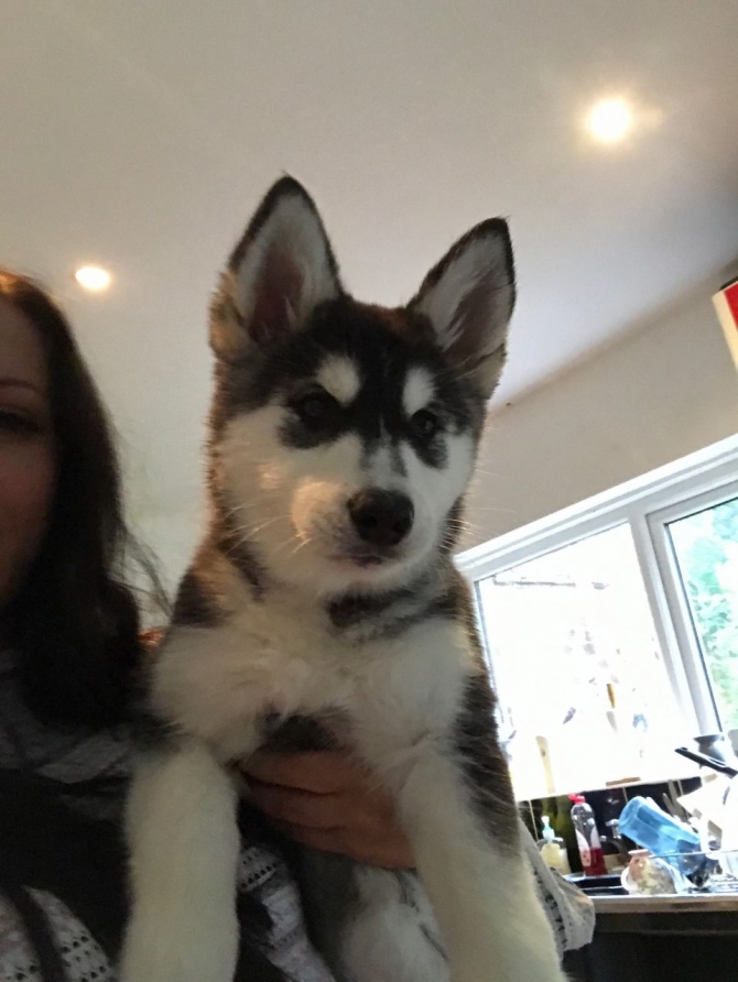 Charming Siberian Husky Puppies For Re-homing