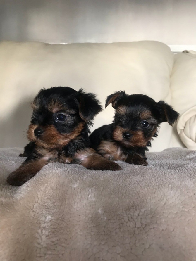 very tiny teacup Yorkie puppies now available