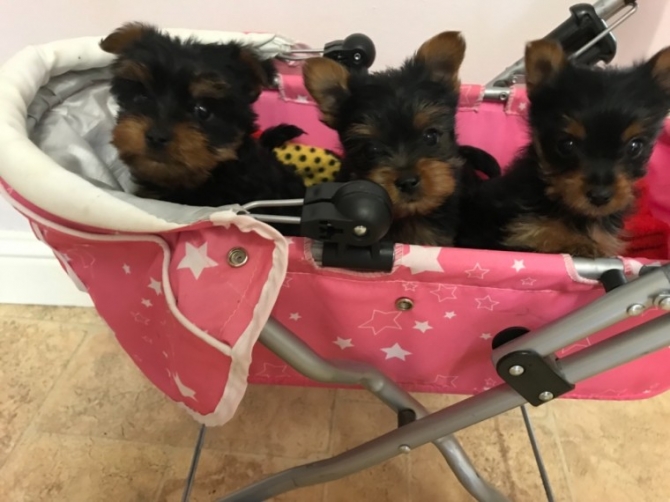 Home Raised Yorkie Puppies For Adoption 