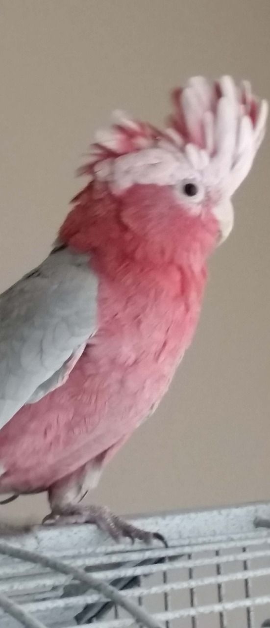 Pink Galah Cockatoo Text Now 1216-816-140