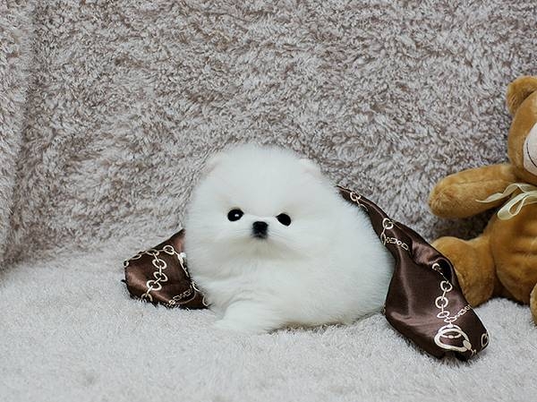 Sweet Pomeranian Pups For Re Homing. beltinelowe@gmail.com