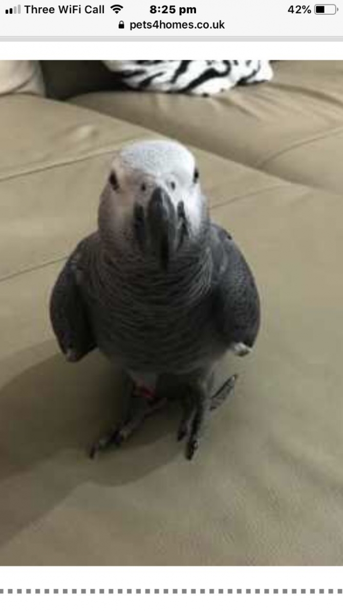 Super Tame African Grey Baby With Cage text or call now 1216-816-1403
