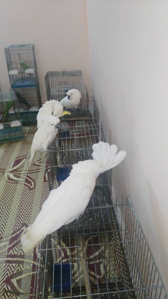 Beautiful Cockatoos text or call now 1216-816-1403
