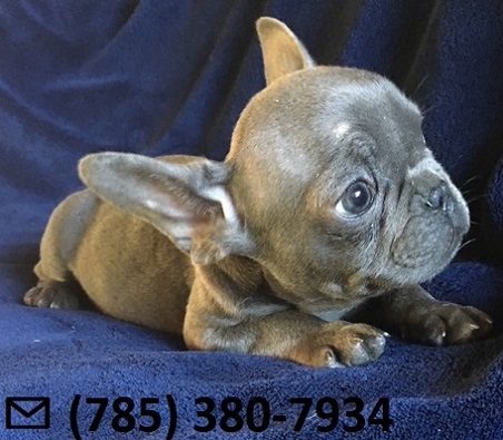 Clever X-Mass French Bulldog Puppies Ready Now.
