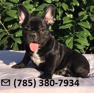 Dominant X-Mass French Bulldog Puppies Ready Now.