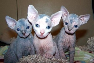 Sphynx Kittens for Adoption