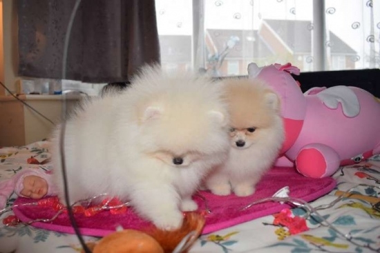  Lovely Male And Female Pomeranian Puppies Available