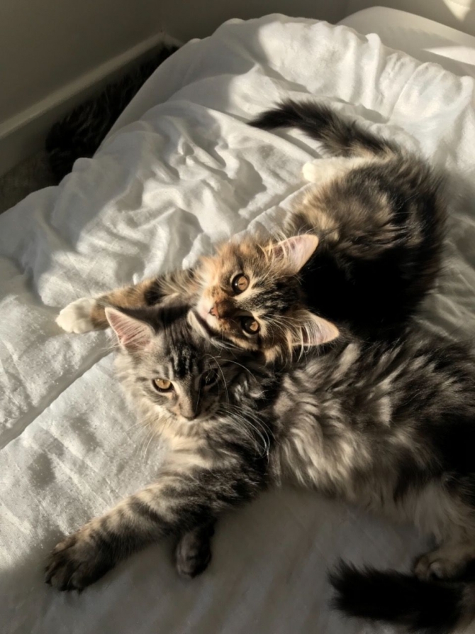 Stunning Maine Coon Kittens Available