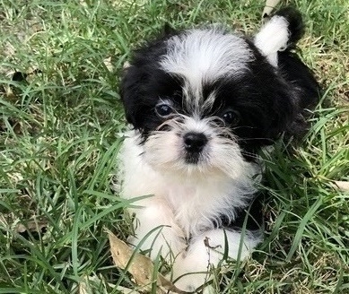 Very Playful Shih Tzu Puppies for Sale