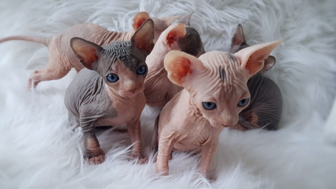 Beautiful Sphynx kittens