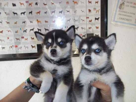 Beautiful Neutered  Siberian Husky Puppies Readyzz