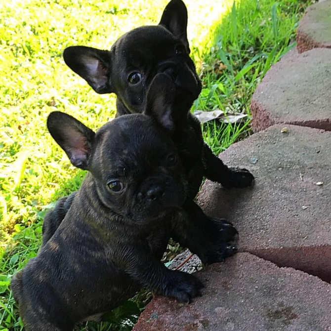 Affectionate 8 weeks old frenchies for a new loving home$$^