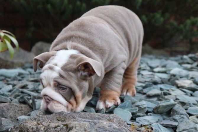 Male and female English Bulldog puppies for pet lovers