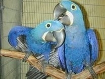 Beautiful and Talking Hyacinth Macaw Parrots for Sale