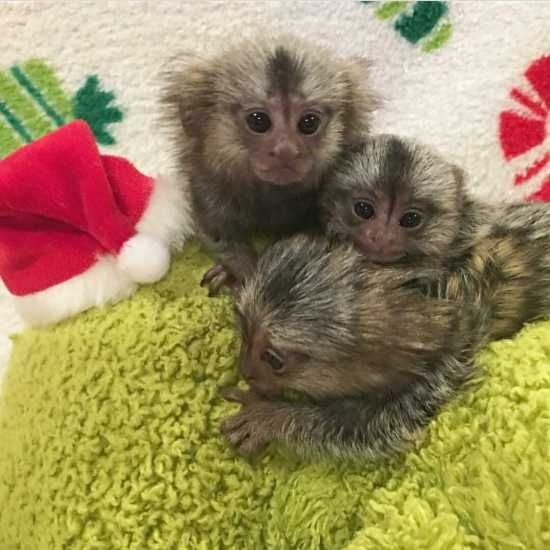 Gorgeous marmoset monkey available for any caring and loving family.
