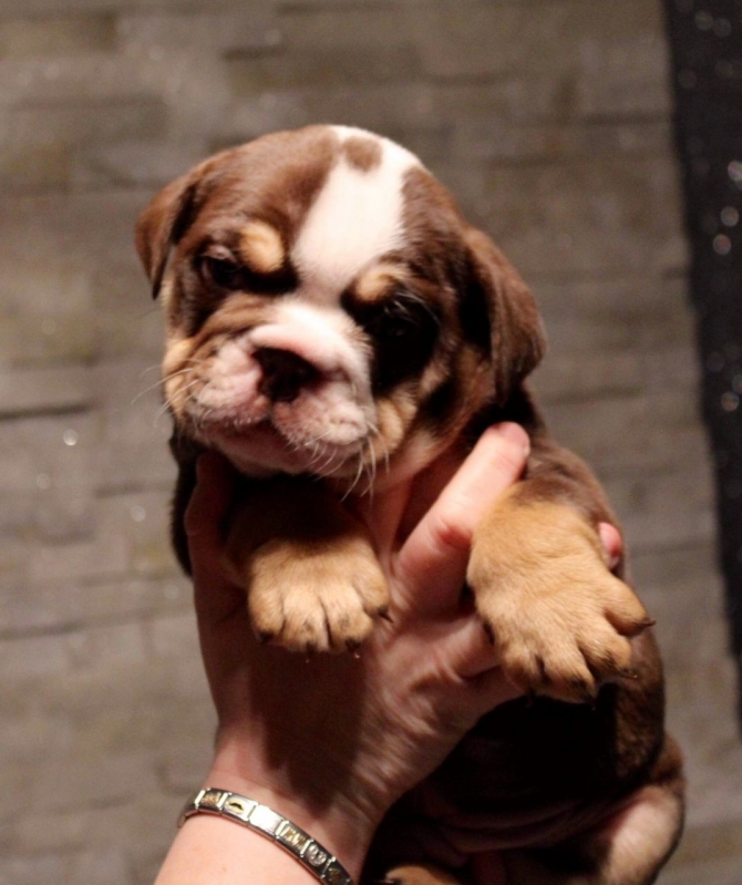 Male and female good looking English bulldog for sale