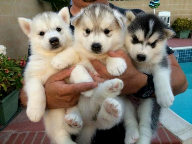 Blue eyes  Siberian husky puppies 