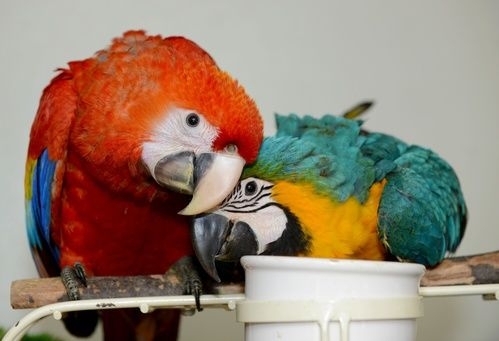 Available Fertile Parrots Eggs And Babies Parrots For Sale