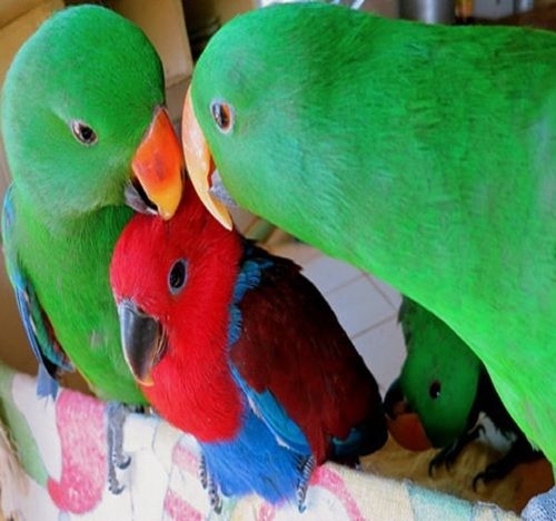 Available Fertile Parrots Eggs And Babies Parrots For Sale