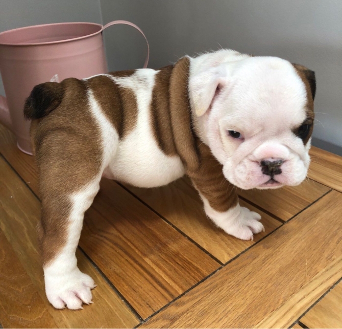 Cute Male And Female English Bulldog .call 3234511663