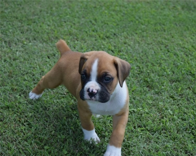 Cute Male and Female BOXER puppies available