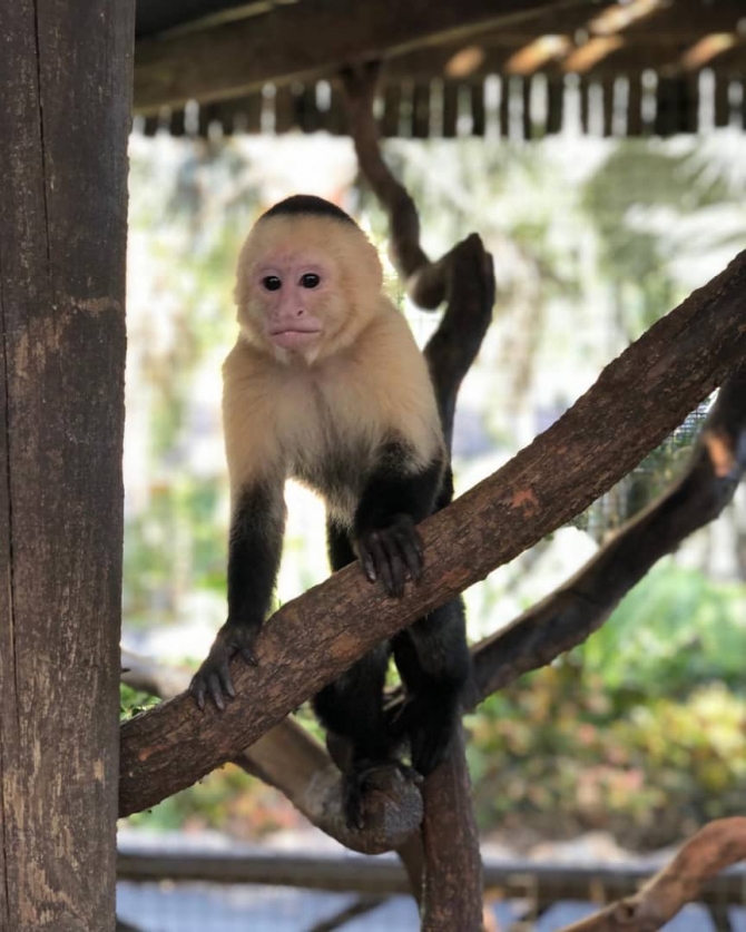 Adorable Male Capuchin Baby Monkey #762-218-3165