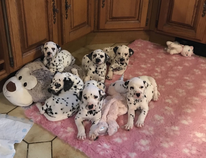 Beautiful Dalmatians Puppies Text 5865366712