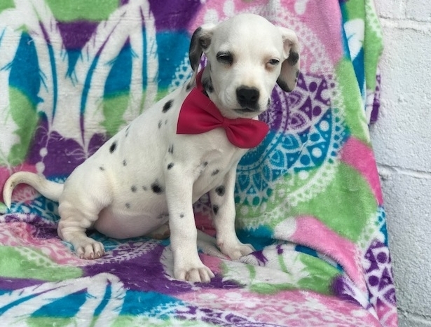 Beautiful Dalmatians Puppies Text 5865366712