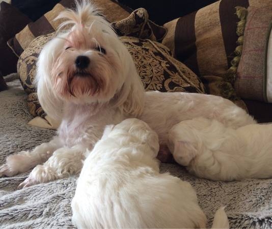 Super Cute Maltese Pups!!!