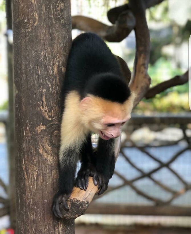 Adorable Male Capuchin Baby Monkey #762-218-3165