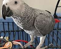 Female African Grey Parrot For Sale