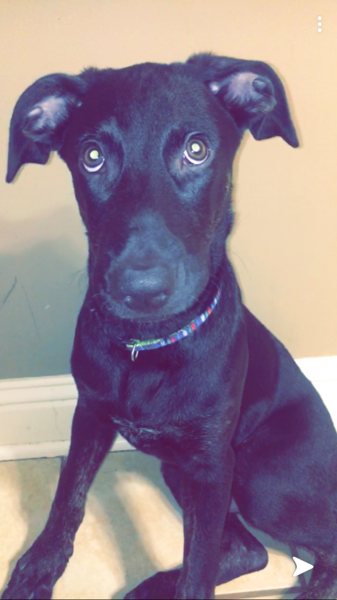 German Sheperd, Catahoula Cur, and Lab Mix