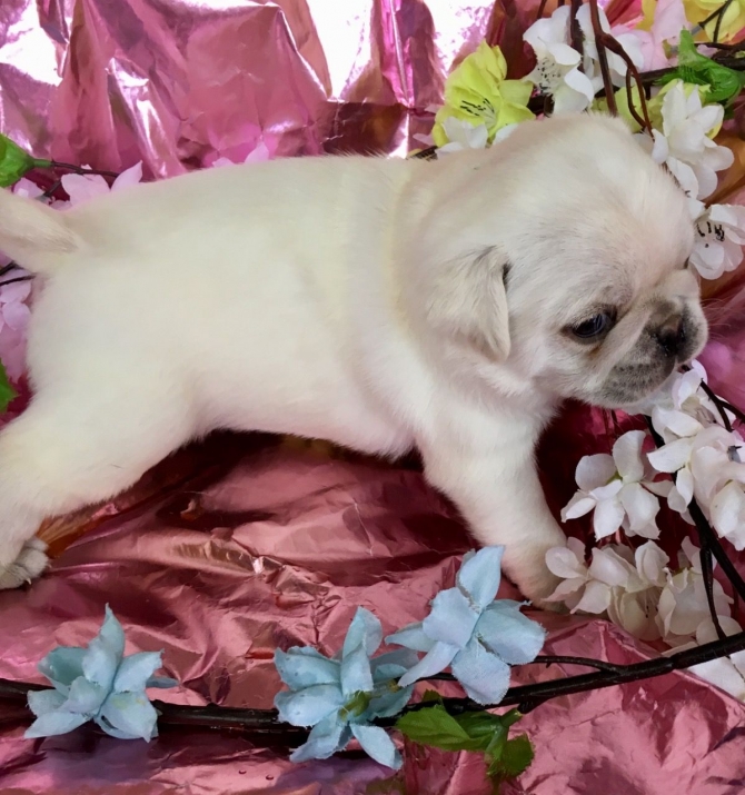 Adorable Male Pug Puppy