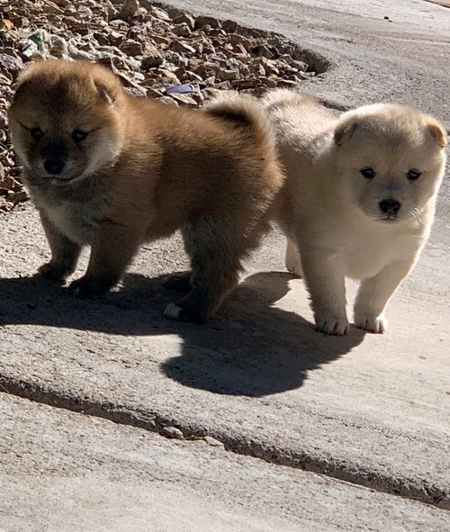 Trained Shiba Inu Puppies Los Angeles For Sale Los Angeles