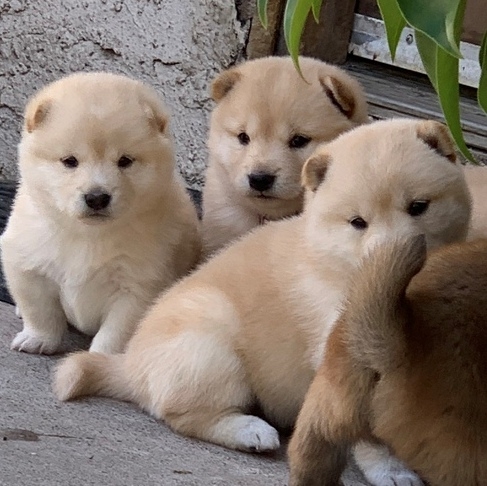 Trained Shiba Inu Puppies Los Angeles For Sale Los