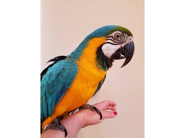 Gold and Blue Macaw Parrots