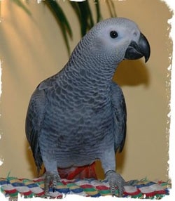 Healthy African Grey Parrot Text Or Call 415-226-9132 