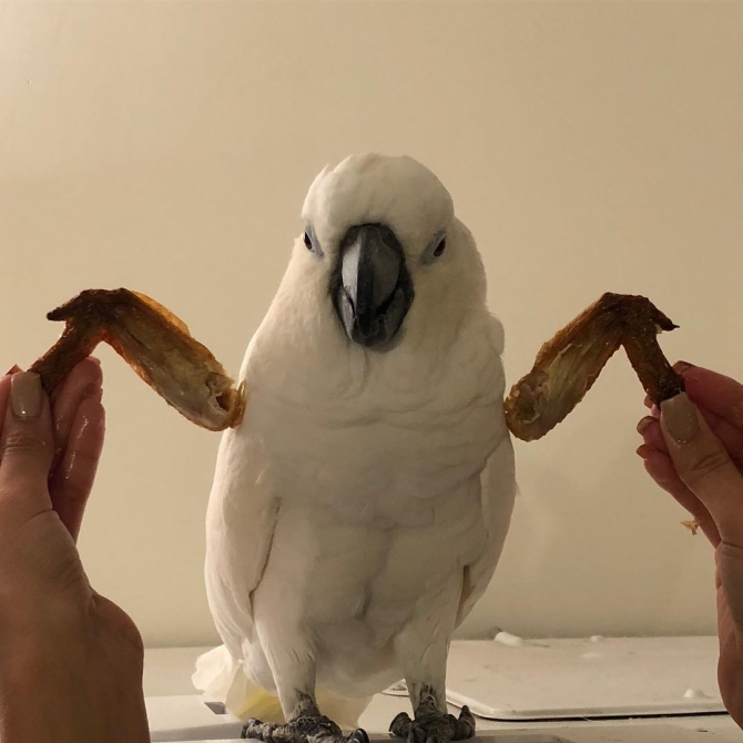 Cockatoo Porrots 