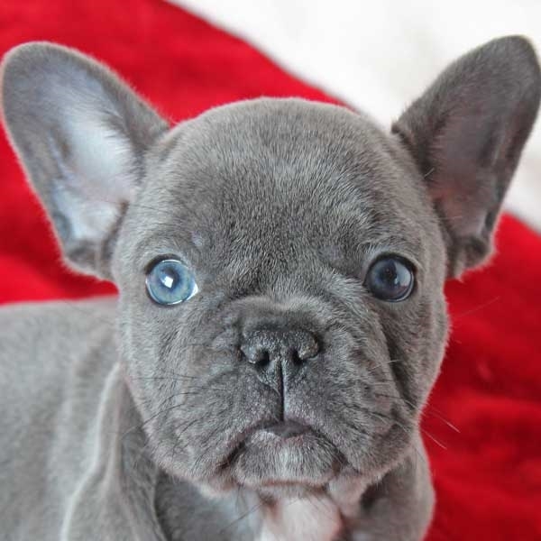 ADORABLE FRENCH BULLDOG PUPPIES LAWRENCE For sale Lawrence Pets Dogs