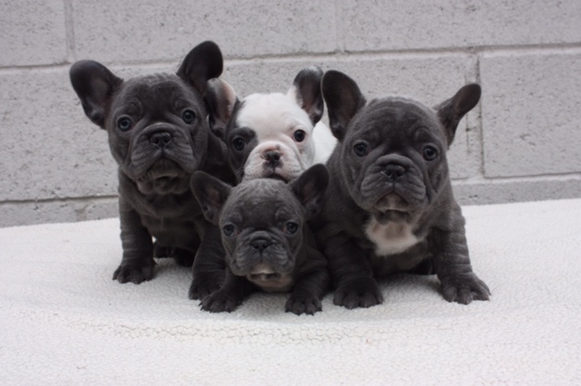 Stunning Litter Of Gorgeous AKC Reg French Bulldog Puppies