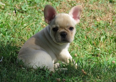 2healthy Male And Female French Bull Dog Puppies For Sale