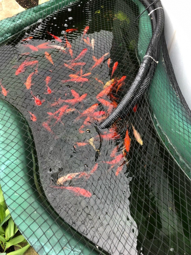 Quality Freshwater Aquarium Fishes Available