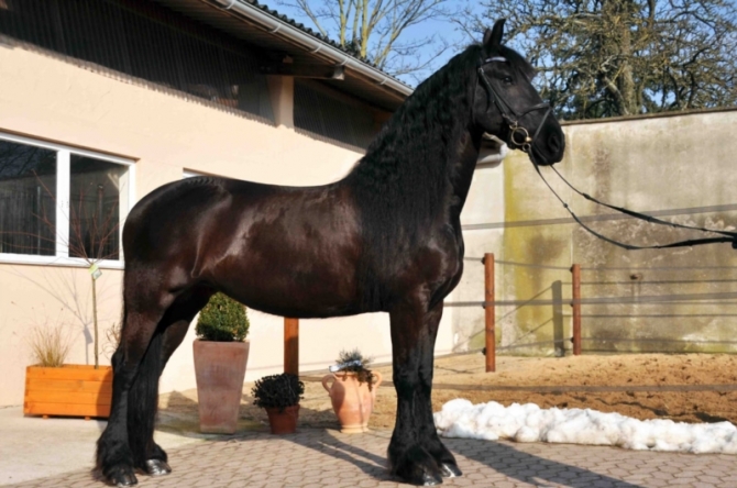 We are Selling this beautiful Friesian Mare